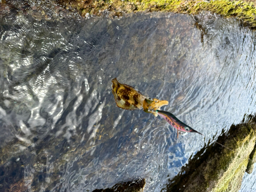 カマスの釣果