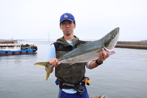 ブリの釣果