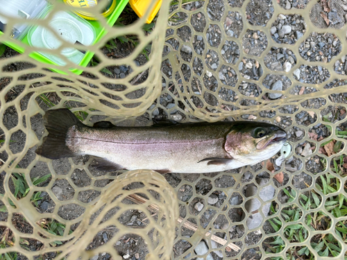 トラウトの釣果