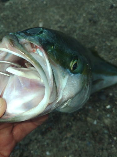 イナダの釣果