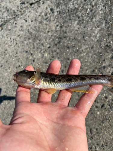 マハゼの釣果