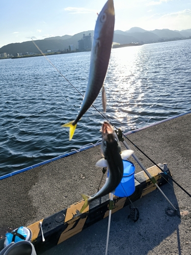 サバの釣果