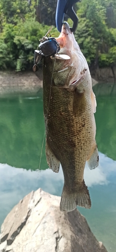 ラージマウスバスの釣果