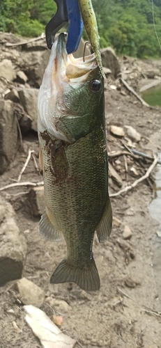 ラージマウスバスの釣果