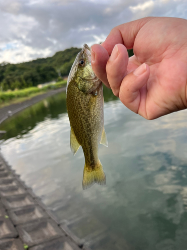 ラージマウスバスの釣果