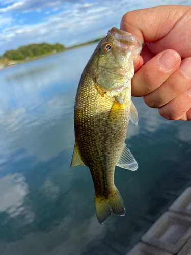 ラージマウスバスの釣果