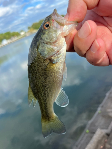 ラージマウスバスの釣果