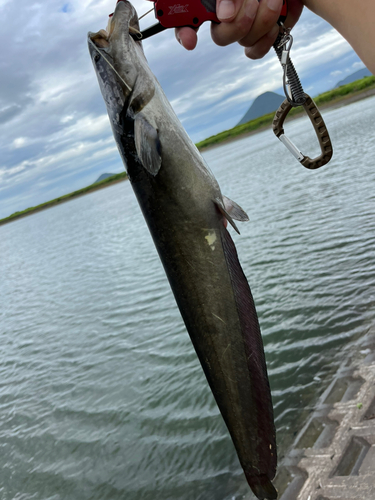 ナマズの釣果