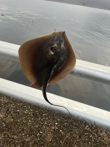 アカエイの釣果