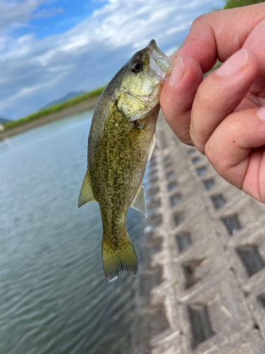 ラージマウスバスの釣果