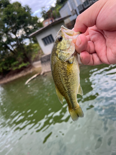 ラージマウスバスの釣果