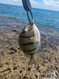 シマハギの釣果