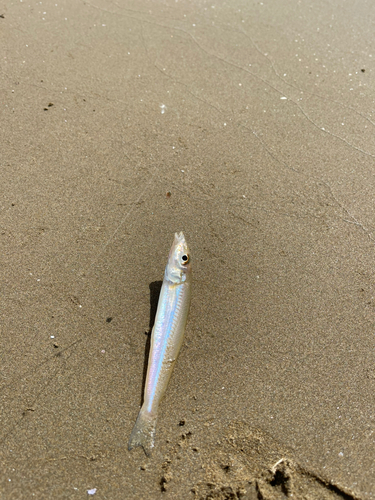 キスの釣果