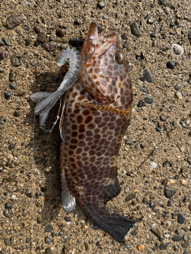 オオモンハタの釣果