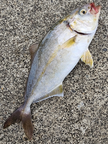 ショゴの釣果