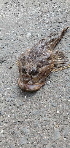 カジカの釣果