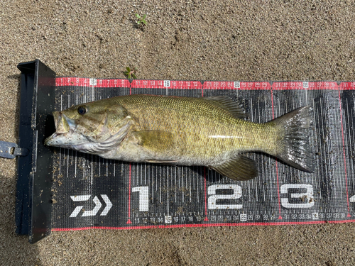 スモールマウスバスの釣果