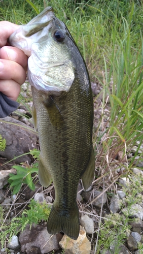 ラージマウスバスの釣果