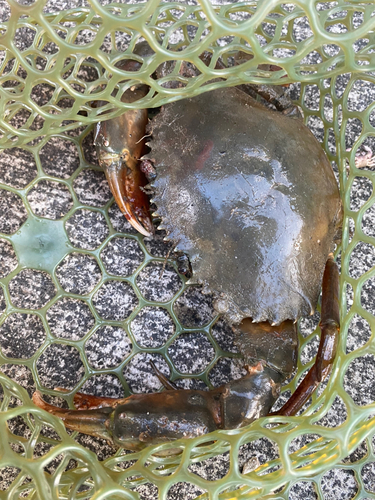 トゲノコギリガザミの釣果