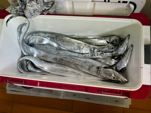 タチウオの釣果