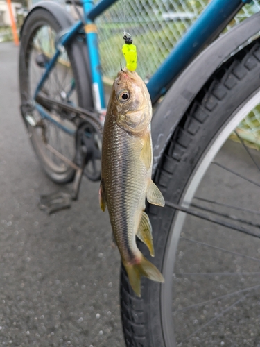 カワムツの釣果