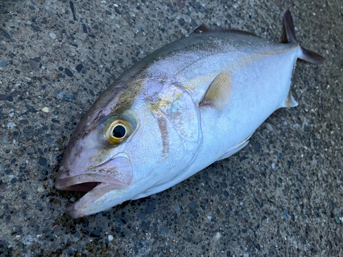 ショゴの釣果