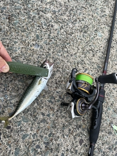 サバの釣果