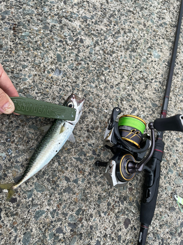 サバの釣果