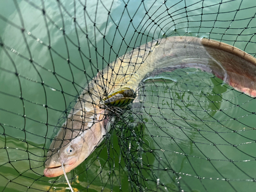 ナマズの釣果