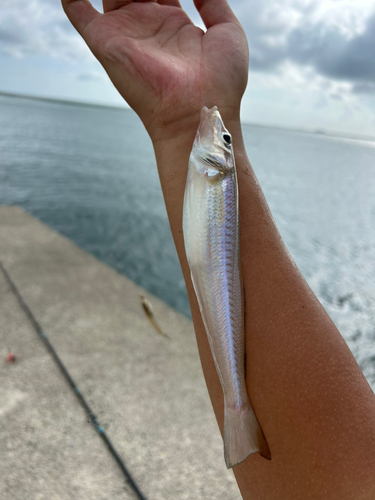 キスの釣果