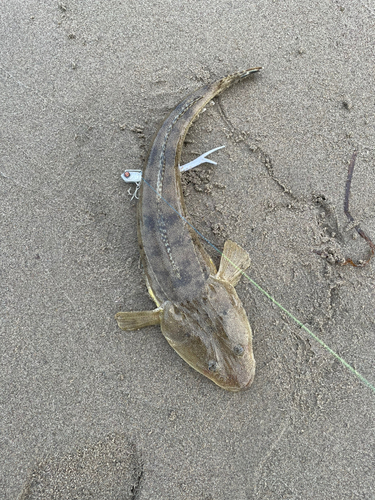 マゴチの釣果