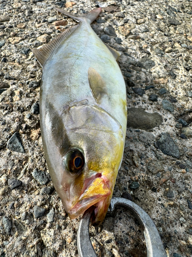 カンパチの釣果