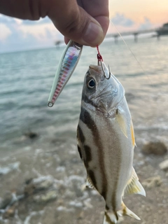 クワガナーの釣果