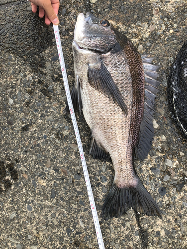 クロダイの釣果