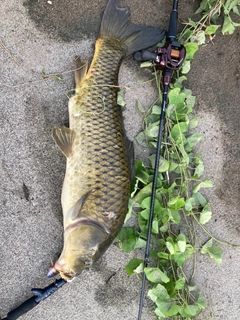 コイの釣果