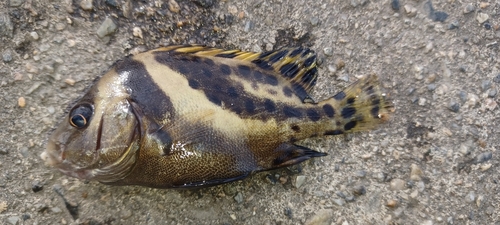 コショウダイの釣果