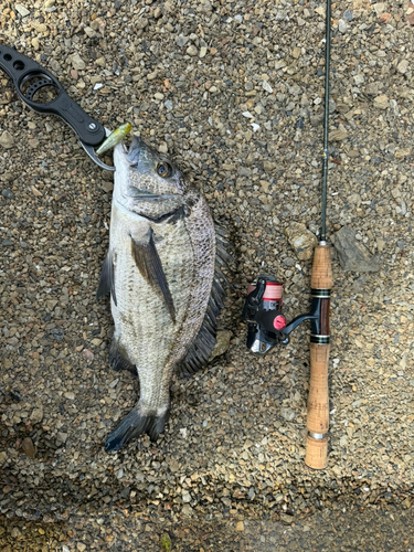 ミナミクロダイの釣果