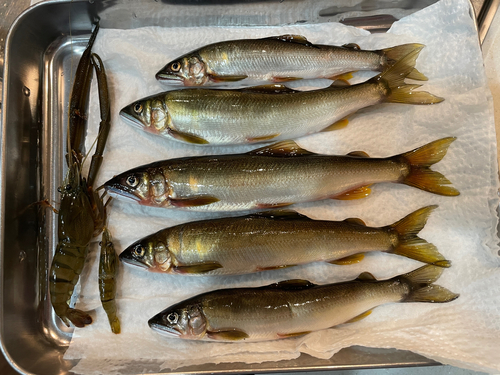 アユの釣果