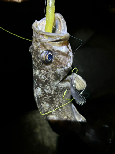 ソイの釣果