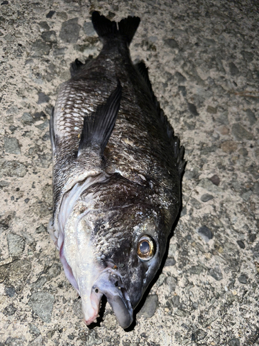 クロダイの釣果