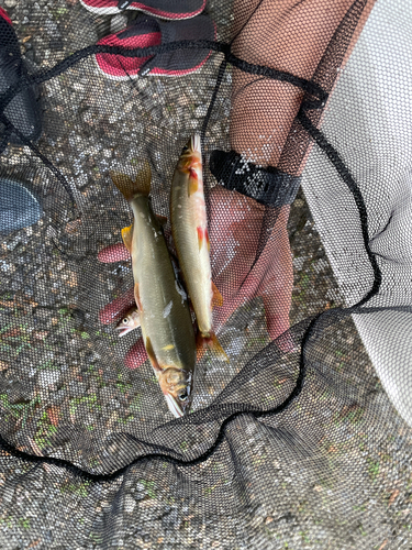 アユの釣果