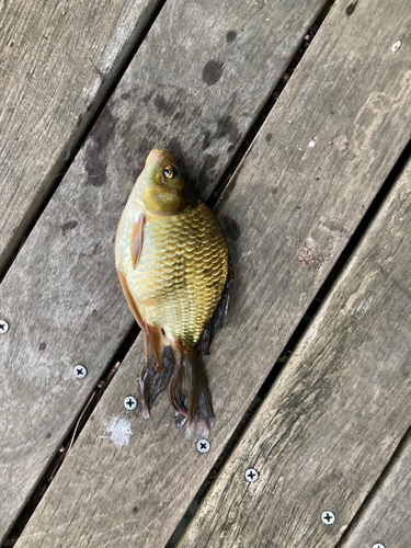 キンギョの釣果