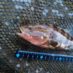 キジハタの釣果