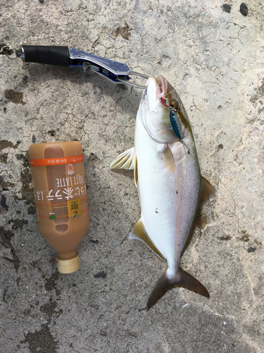 カンパチの釣果