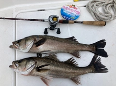 シーバスの釣果