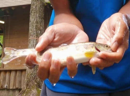 ヤマメの釣果