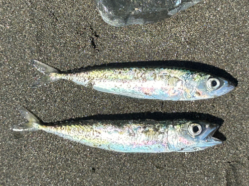 サバの釣果