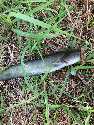 ナマズの釣果