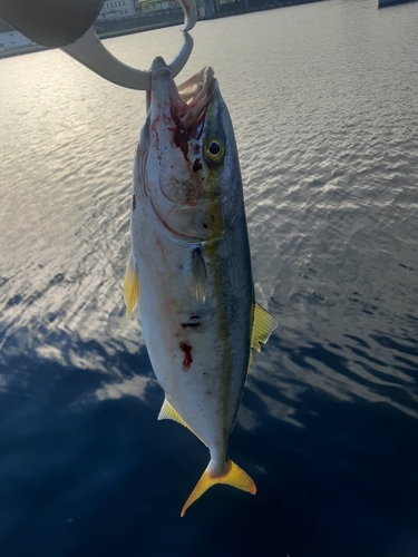 イナダの釣果