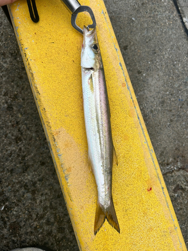 カマスの釣果